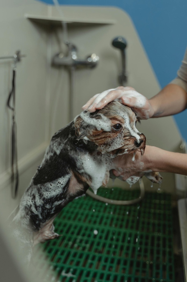 Bath detail visual for Prairie Paws