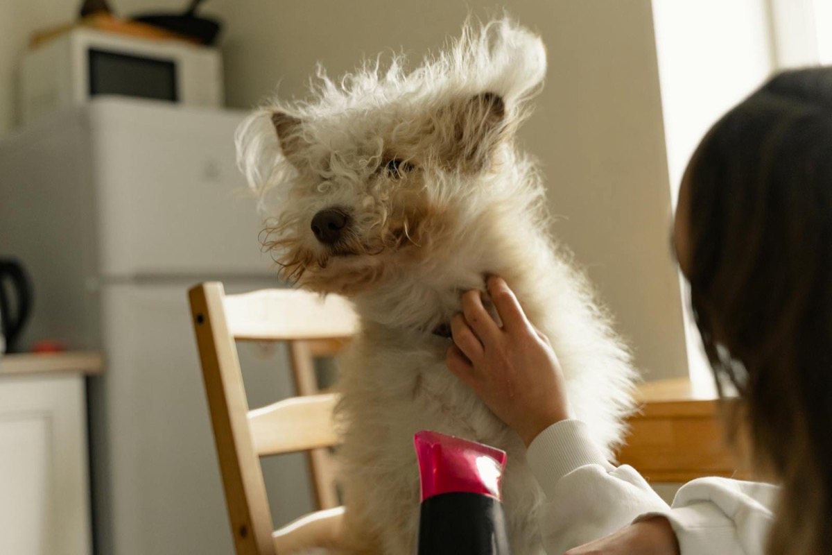 Owner-groomer portrait direction placeholder for Prairie Paws